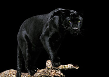 Bagheera