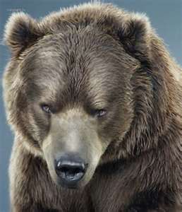 Werebear