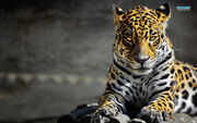 Leopard-10488-1280x800