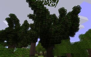 RP RubberTree
