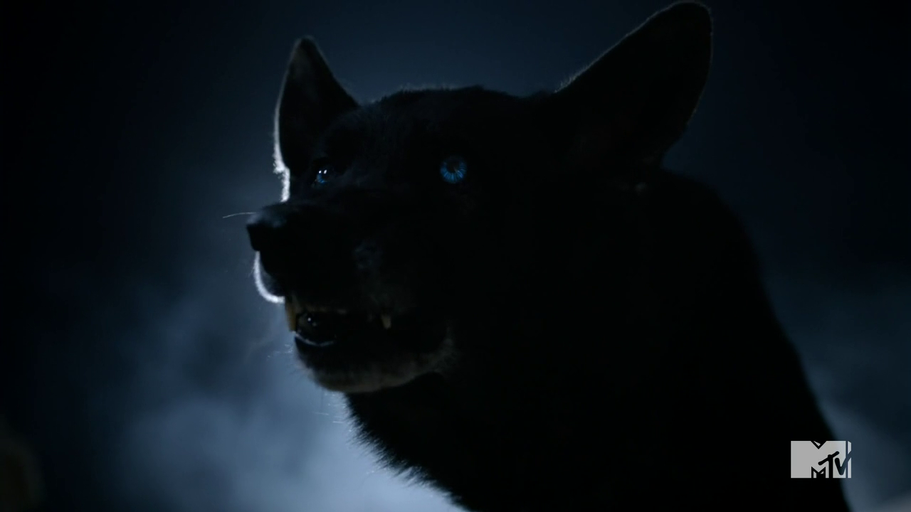 Human Werewolf Full Shift Human Werewolf Full Shift