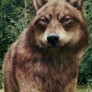 Wolf Shape Shifter Teenwolf Next Generation Wikia Fandom