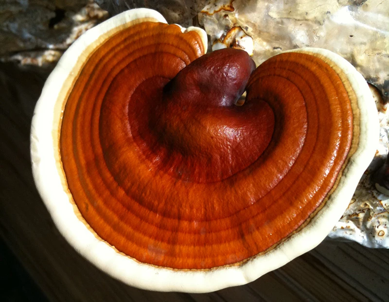 Reishi Mushroom Teen Wolf Wiki FANDOM Powered By Wikia