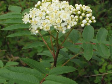 Mountain Ash Tree