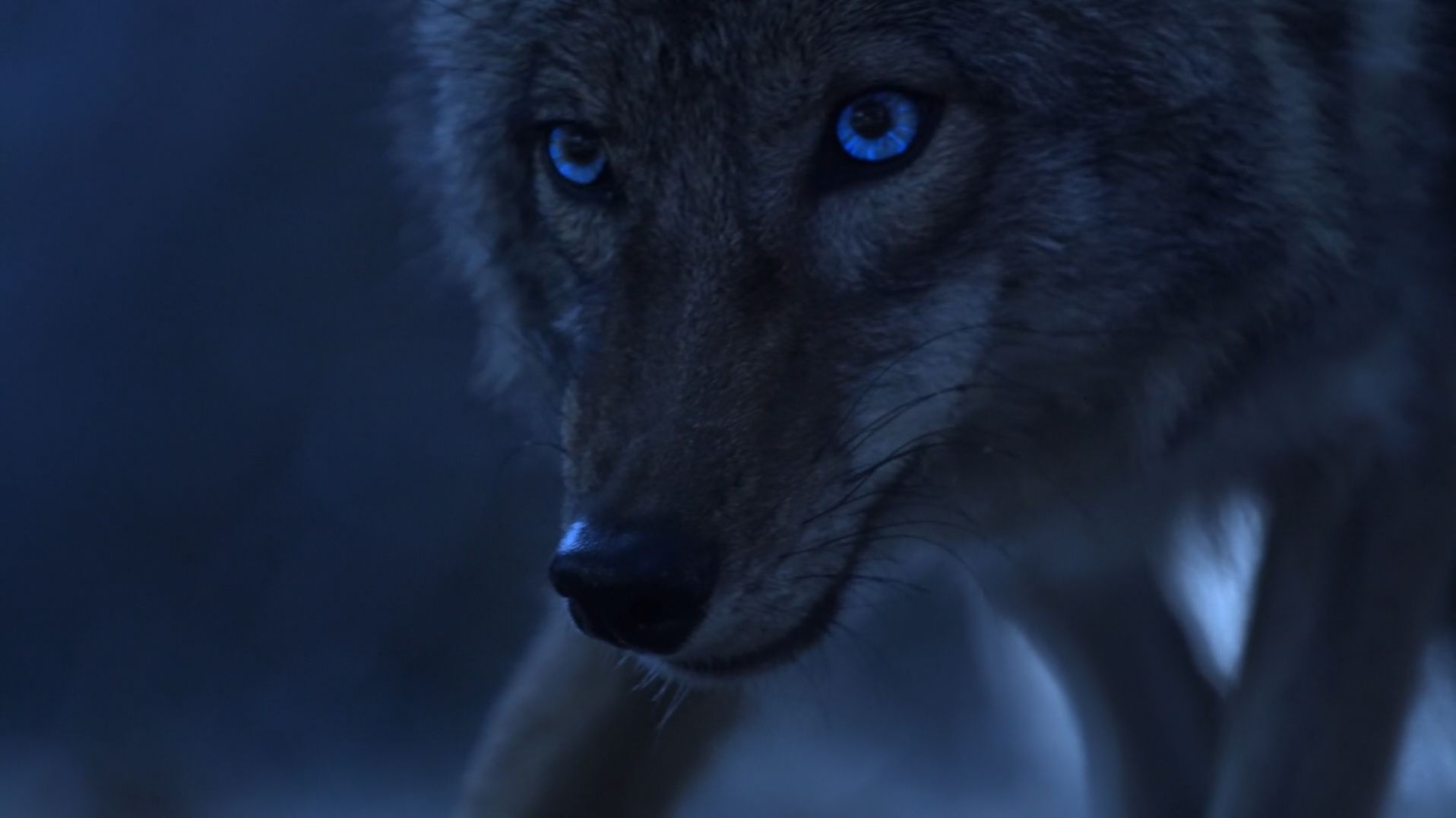 Imagem reproduzindo um personagem transformado em lobo, em cena do seriado de Teen Wolf.