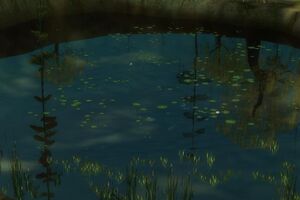 Pond