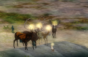 Deer tef
