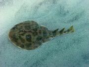 Lesser-Electric-Ray-04