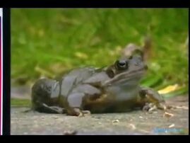 A frog