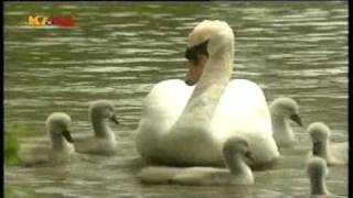 Cygnets