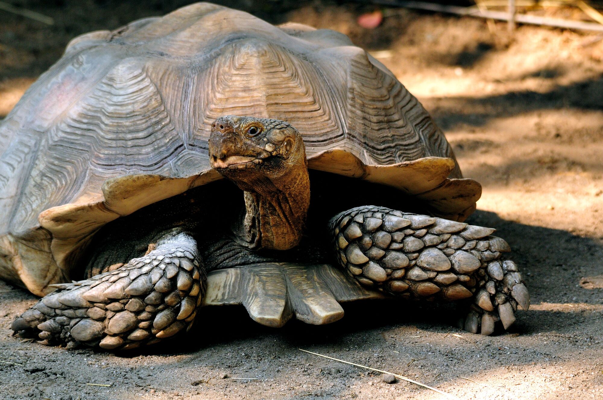 Spurred Tortoise SS Temperature Control Wikia Fandom Spurred Tortoise SS Temperature Control Wikia Fandom