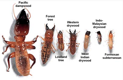 https://vignette.wikia.nocookie.net/termite/images/5/52/Types_of_termite.jpg/revision/latest?cb=20130203062226