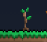 Seed