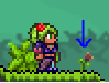 Jungle rose appearance2