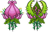 Plantera
