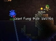 Bulbo mohoso gigante natural