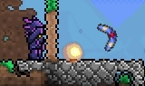 Bug