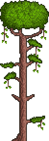 Mahagonibaum
