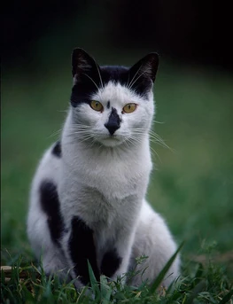 white cat with amber eyes