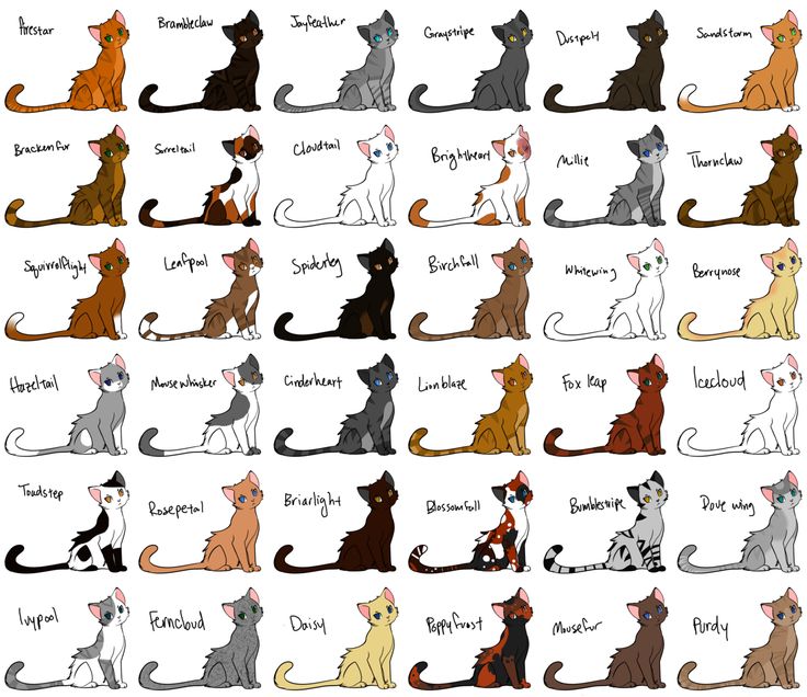 naming-your-cat-the-four-clans-rp-wiki-fandom-powered-by-wikia