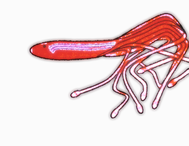 File:Ships friend.png