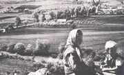 Borovia