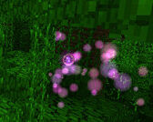 Wisp