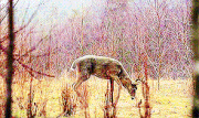 Mutations Cerf à deux têtes