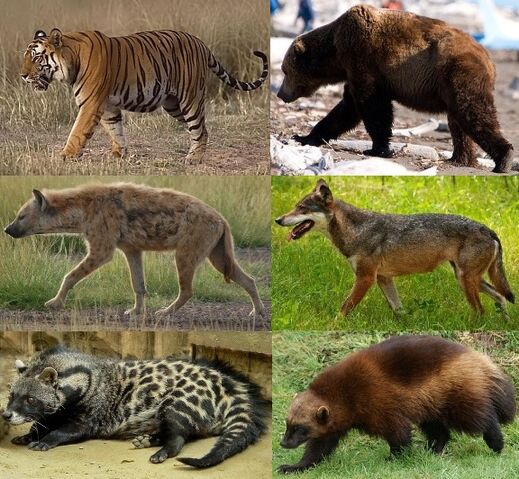 File:Carnivora.jpg