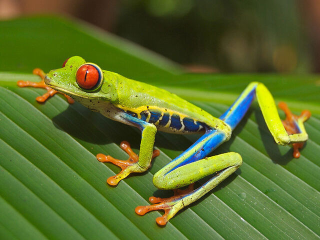 File:Amphibia.jpg