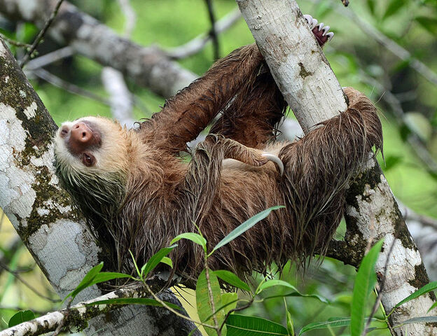 File:Xenarthra.jpg