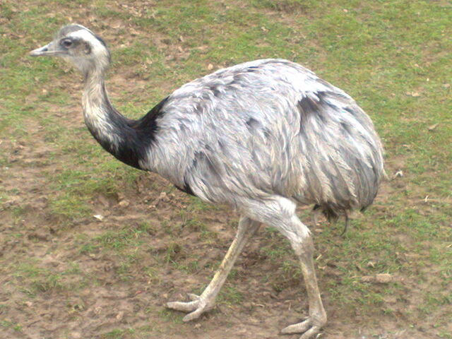 File:Struthioniformes.jpg