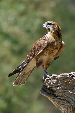 File:Falconiformes.jpg