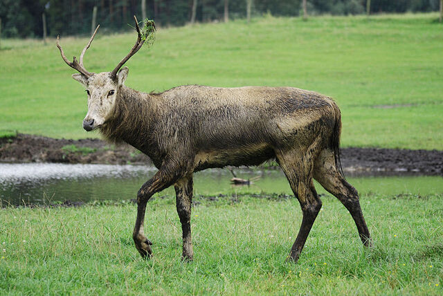 File:Ungulata.jpg