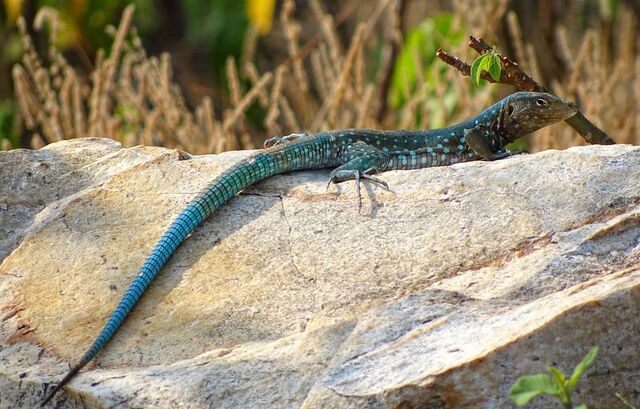 File:Reptilia.jpg