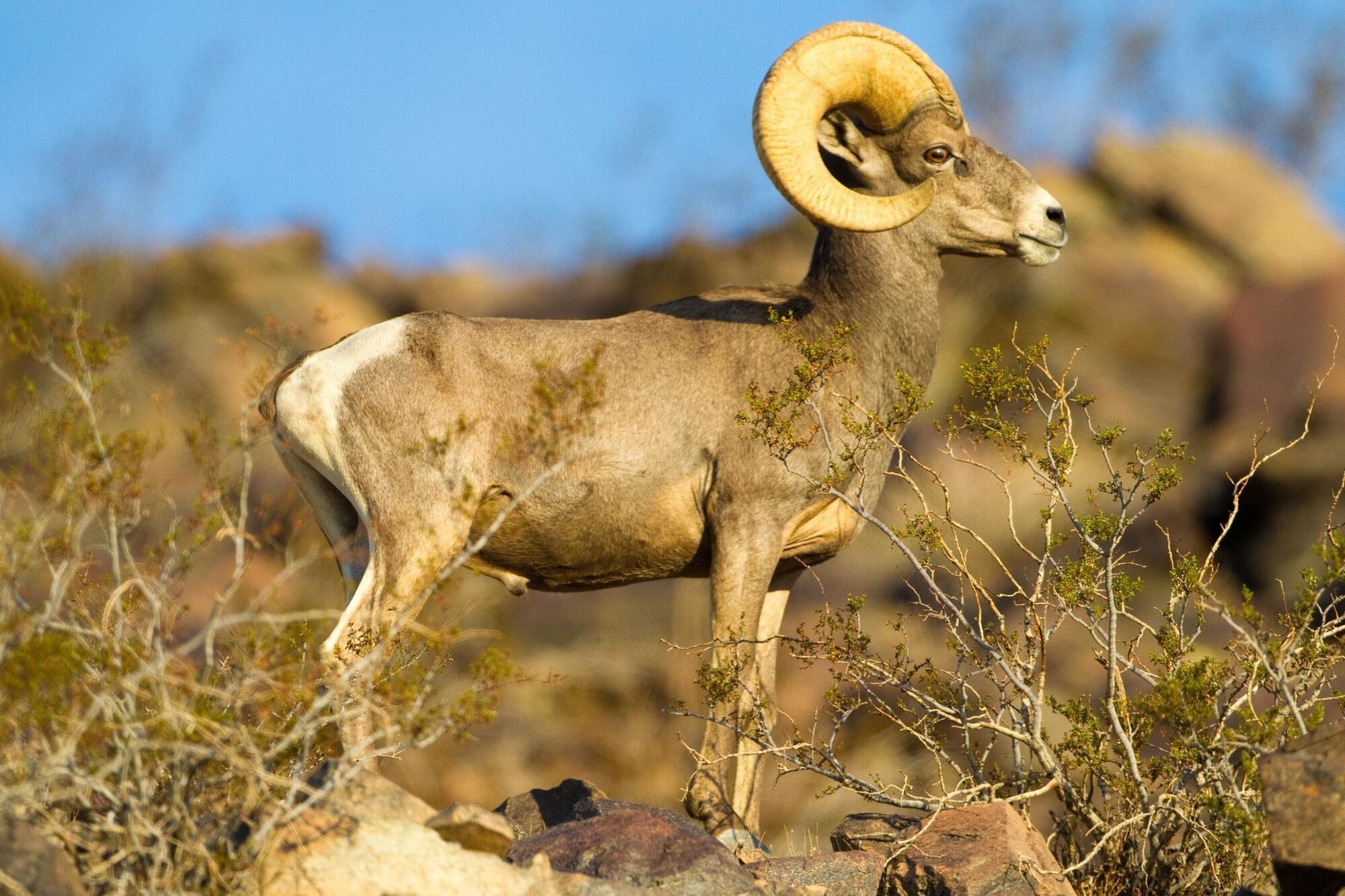 Bighorn Sheep Animal Galleries Wiki Fandom