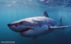 Great White