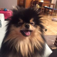 Bts Memes And Photos Book 4 140 Yeontan Wattpad