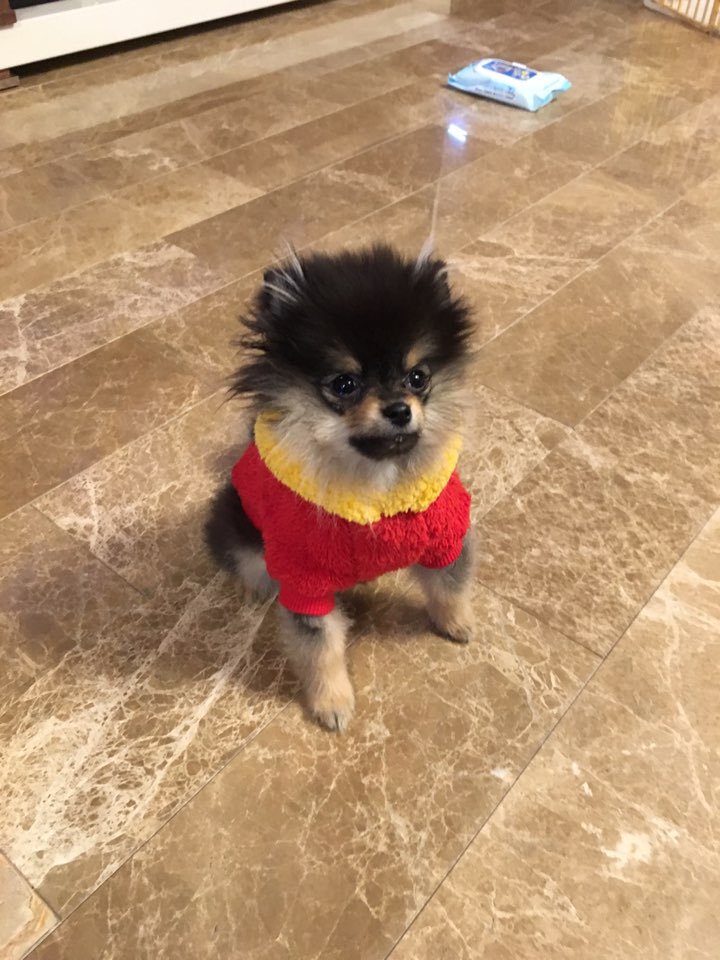 Bts Taehyung Dog - caizla