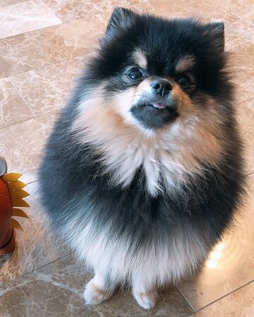 Yeontan Bts Wiki Fandom