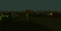 PicSundew