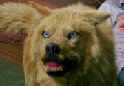 Blonewolf