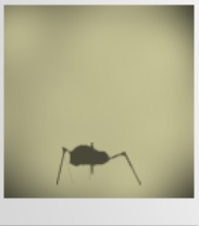 Scuttler