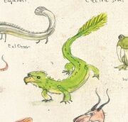 Parrotlizard