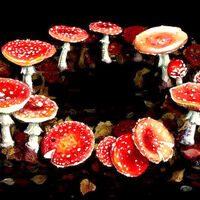 What Is A Fairy Ring And What Causes Them Woodland Trust
