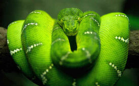 The Serpent