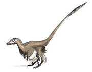 Accurate Velociraptor