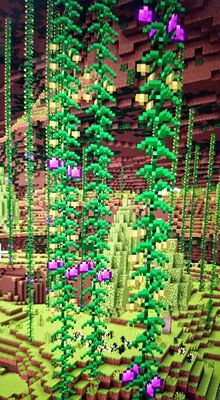 Middle Fruit Vines.