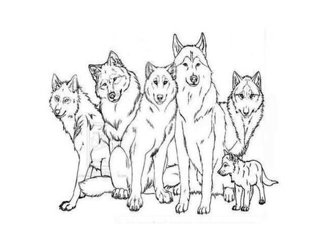image wolf pack coloring pages 11jpg the family