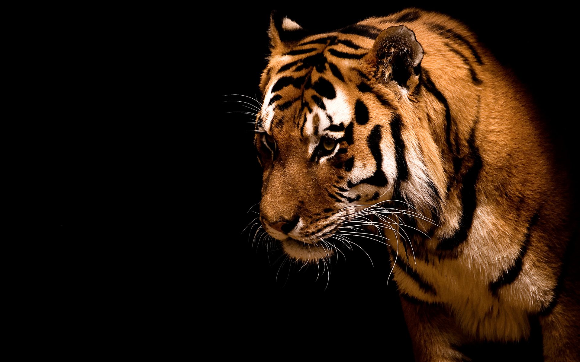 image tiger wallpaper by katamaci456 d5384ka jpg the fantasy